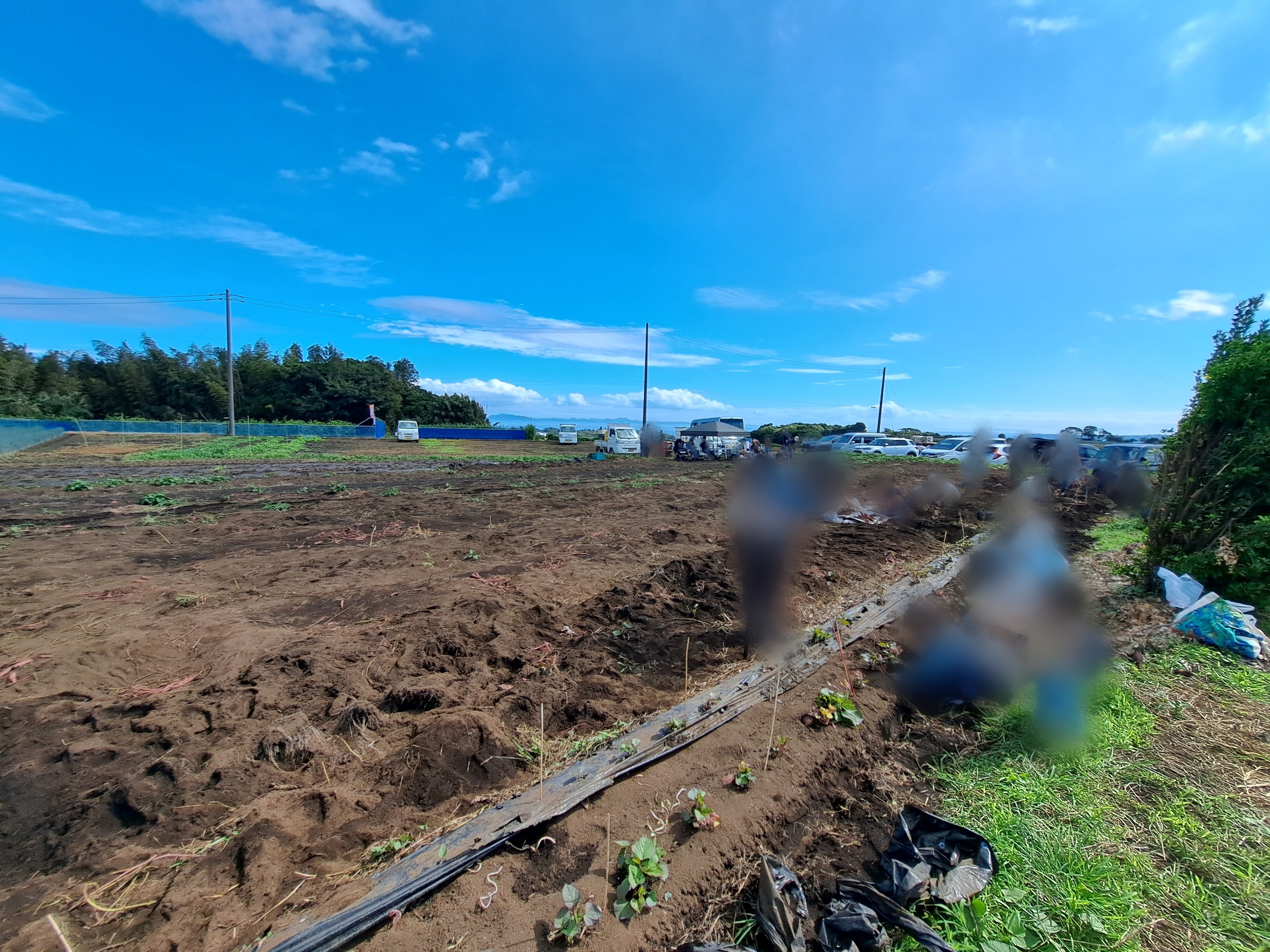 芋掘り 親子体験レポ【津久井浜駅・2025年】